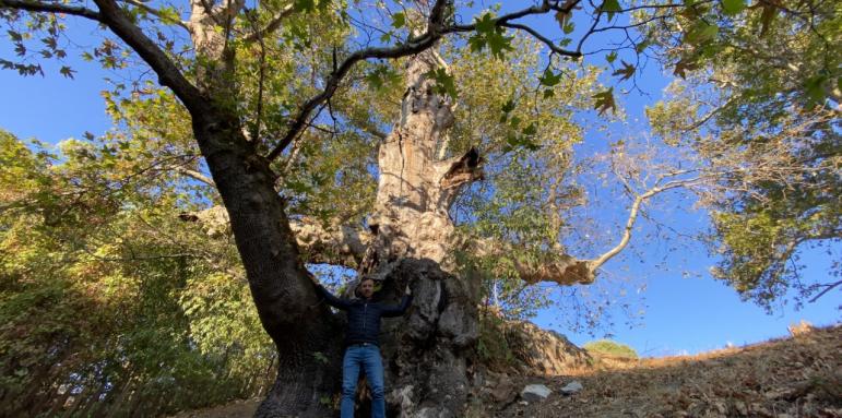 Легендите за най-дебелото дърво в България